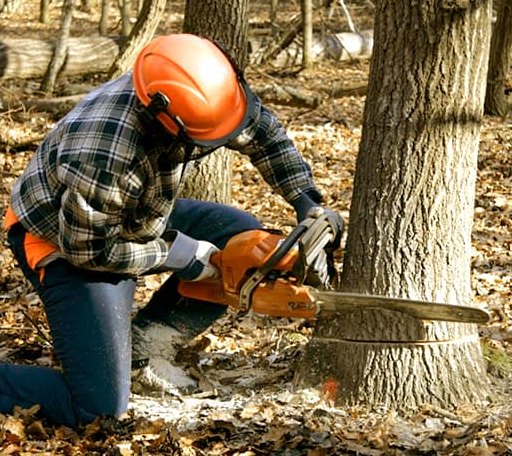 Tree Removal in Chadwick, IL